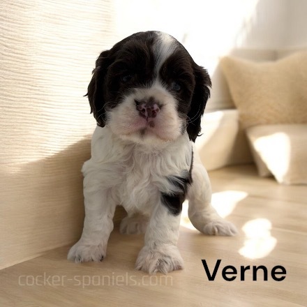 puppy, for, sale, Cocker Spaniel, Joe & Cherri  Overlease, dog, breeder, Miller, MO, dog-breeder, puppy-for-sale, forsale, nearby, find, puppyfind, locator, puppylocator, aca